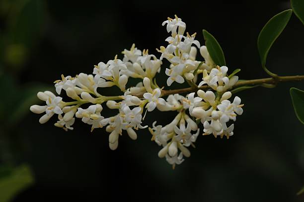 istock Ligustrum japonicum in bloom 2226083273