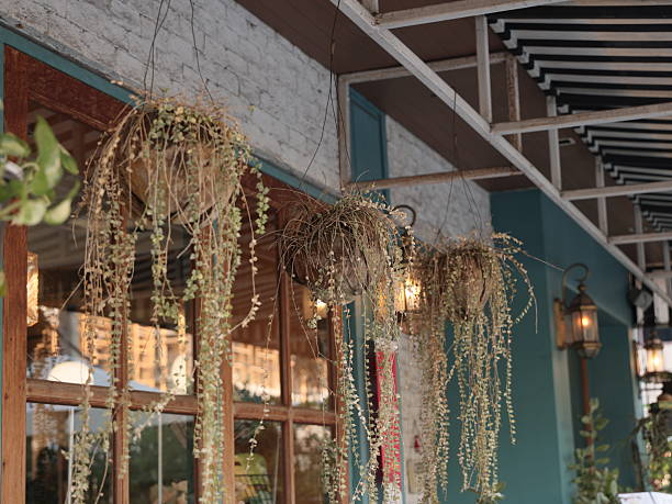 Charming Hanging Plants Decor by the Window Brings a Refreshing Aesthetic, Inviting Ambiance