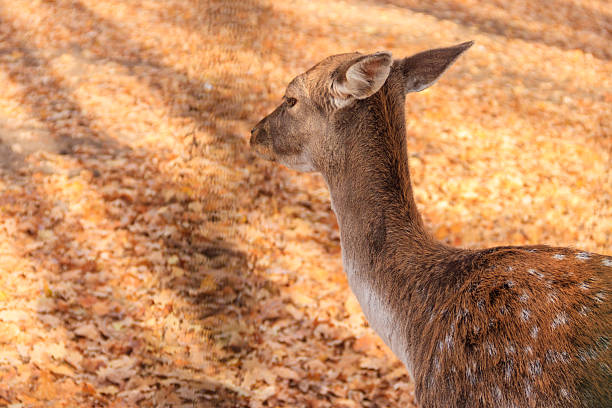 istock Young spotted deer on background of autumn fallen leaves 2226083555