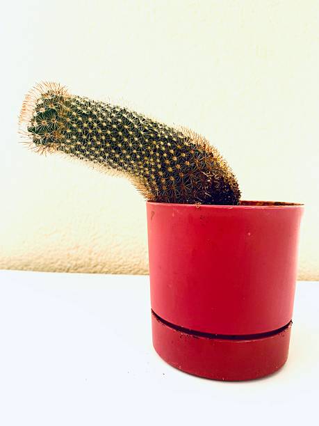 a type of cactus that resembles a penis