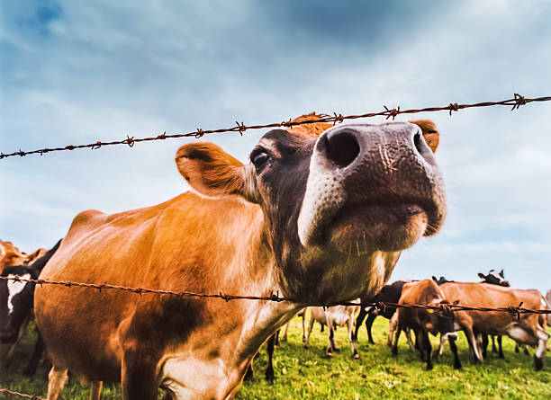 A curious cow pokes its nose through a barbed wire fence, with a herd of grazing cows in a field behind