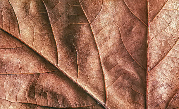 istock Close-up detail of an aged maple leaf 2226085171