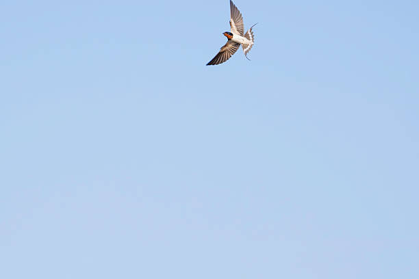 istock Swallows flying in the blue sky, a summer scene 2226088140