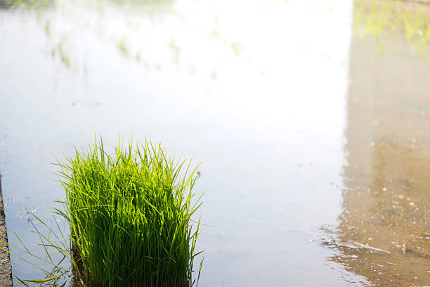 Photo of a farmer's hand holding rice plant seeds.