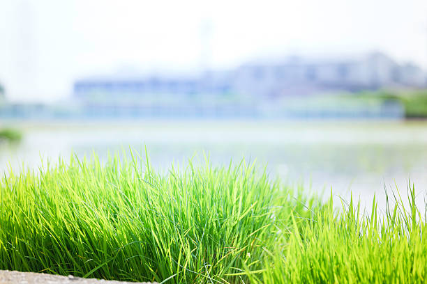 green rice paddy field during the summer