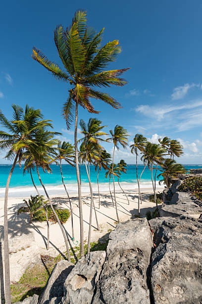 istock Palm Tree Lined Beach of Harrismith in Barbados 2226089204