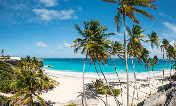 istock Palm Tree Lined Beach of Bottom Bay in Barbados 2226089205