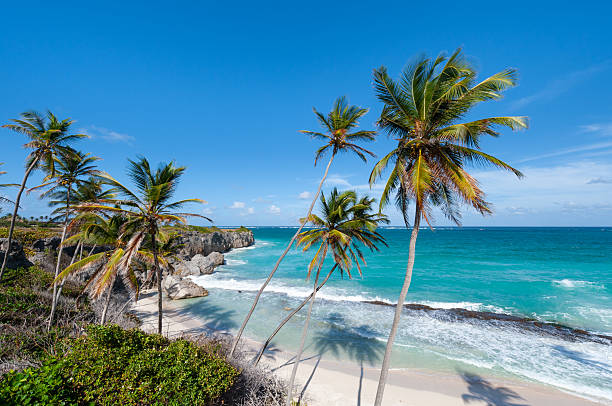 istock Palm Tree Lined Beach of Harrismith in Barbados 2226089208