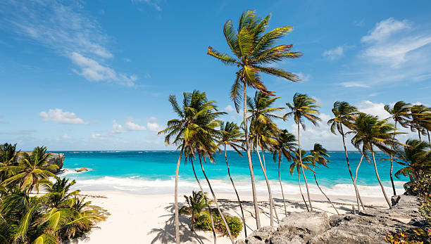 istock Palm Tree Lined Beach of Bottom Bay in Barbados 2226089211