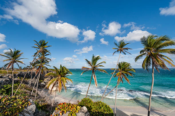 istock Palm Tree Lined Beach of Harrismith in Barbados 2226089232