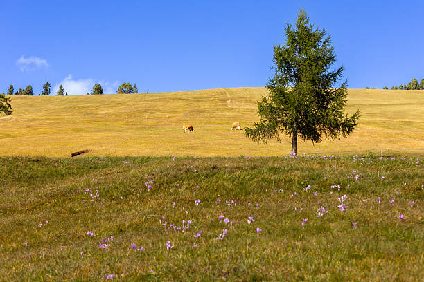 Brown cow eating grass on a green alpine pasture, crocuses and meadows, European Alps background