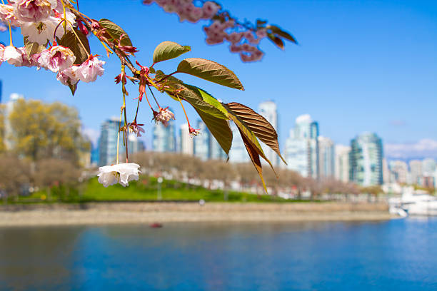 istock Cherry Blossoms with Vancouver skyline background from Charleson Park in BC, Canada 2226091408