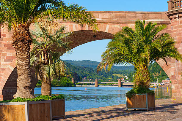 Tropical Palm Trees Framing Historic Bridge Over River Neckar in Heidelberg