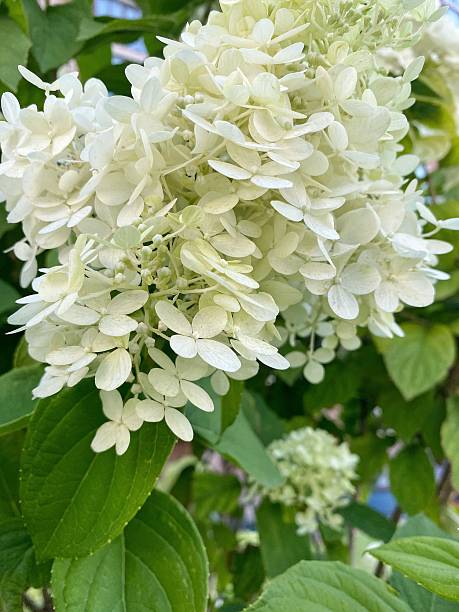 istock Blooming White Hydrangea Paniculata in Summer Garden 2226095341