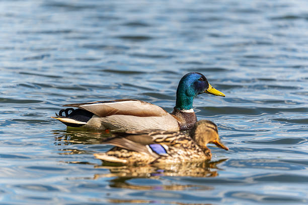 istock Duck swims in the pond. 2226095345