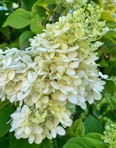 Blooming White Hydrangea Paniculata in Summer Garden