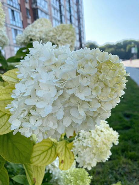 Blooming White Hydrangea Paniculata in Summer Garden