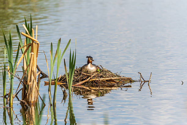 istock Great Crested Grebe, Podiceps cristatus, water bird sitting on the nest, nesting time on the green lake 2226095430