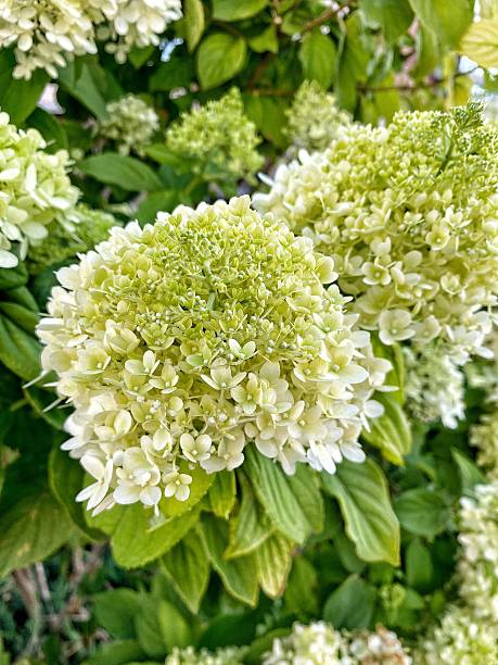 istock Blooming White Hydrangea Paniculata in Summer Garden 2226095460