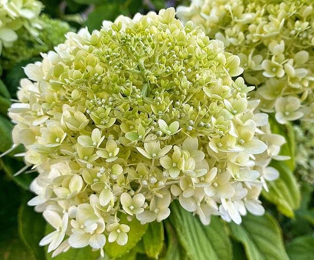 istock Blooming White Hydrangea Paniculata in Summer Garden 2226095470