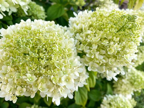 Blooming White Hydrangea Paniculata in Summer Garden