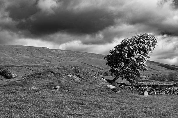 istock Black and white landscape with slanted tree under dramatic sky, Ribblesdale, Yorkshire Dales National Park, North Yorkshire, England, Britain 2226095660