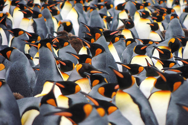 A densely packed colony of king penguins (Aptenodytes patagonicus), showcasing their striking black, white, and golden-yellow plumage. The birds cluster closely together, creating a vibrant and dynamic tapestry of color and movement—perfect for themes of wildlife, nature, and animal behavior.