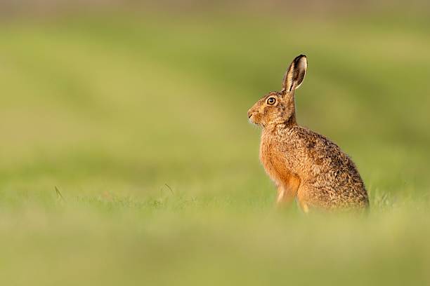 istock Brown hare sitting in a green field. 2226097172
