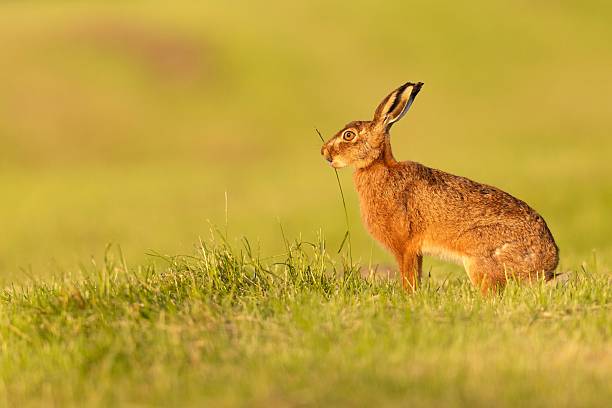 istock Brown hare in grassy field. 2226097226