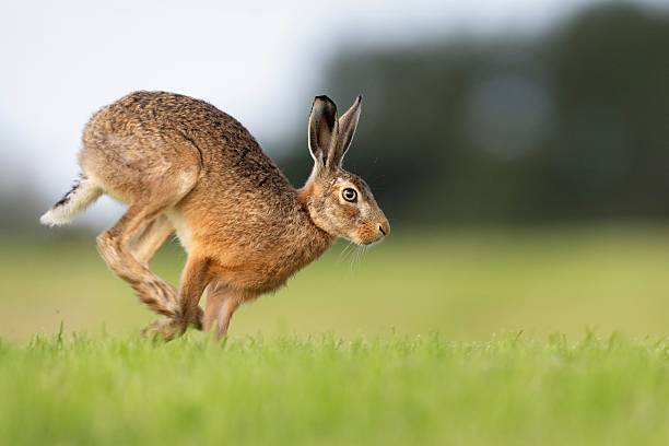 istock Hare leaping across a grassy field. 2226097229
