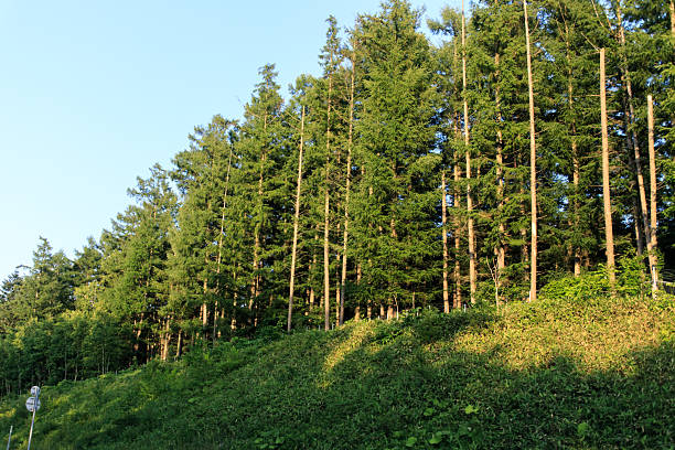 Japan Landscape