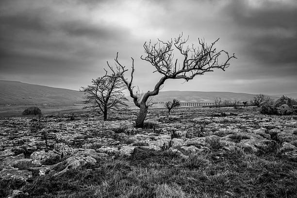 istock Black and white view of twisted tree on limestone pavement with distant Ribblehead viaduct, Ribblesdale, Yorkshire Dales National Park, North Yorkshire, England, Britain 2226100474