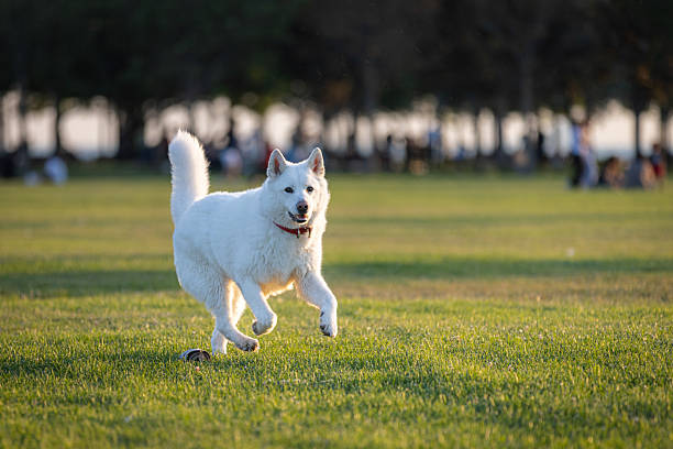 White domestic husky is running on the grass at public park.