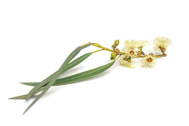 istock Natural eucalyptus branch with flowers and seeds isolated on white 2226103975