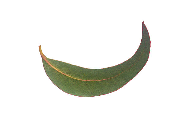 Eucalyptus elongated green leaves close-up