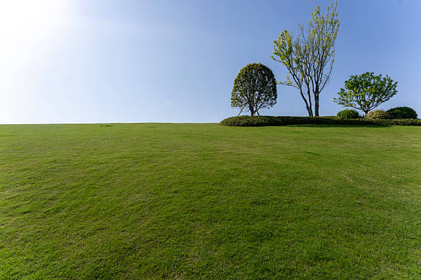 The green grass and trees under the blue sky