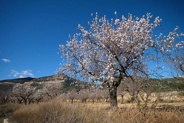A field of almond blossoms against the background of a blue sky