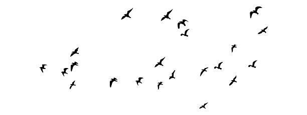 istock Silhouetted Birds in Flight A Flock of Black Birds Soaring 2226104707