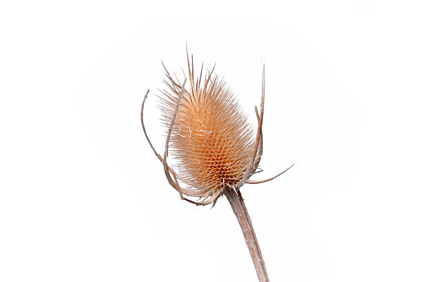istock Dry Cirsium plume thistle flower 2226105615