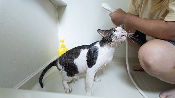 A pet cat being washed in the shower.