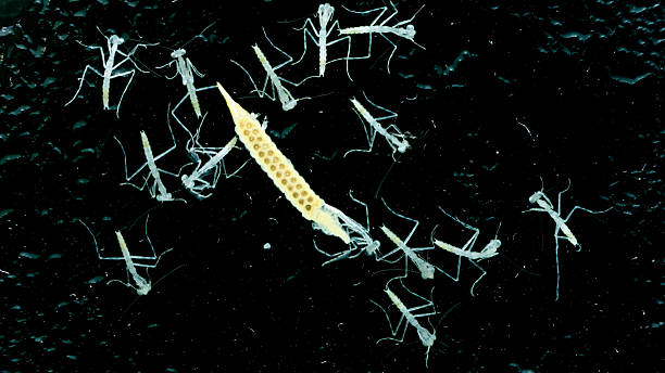 istock Macro photo of a grasshopper egg hatching into a larva. 2226106784