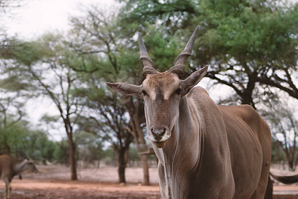 Male Impala in a South African Game Reserve.