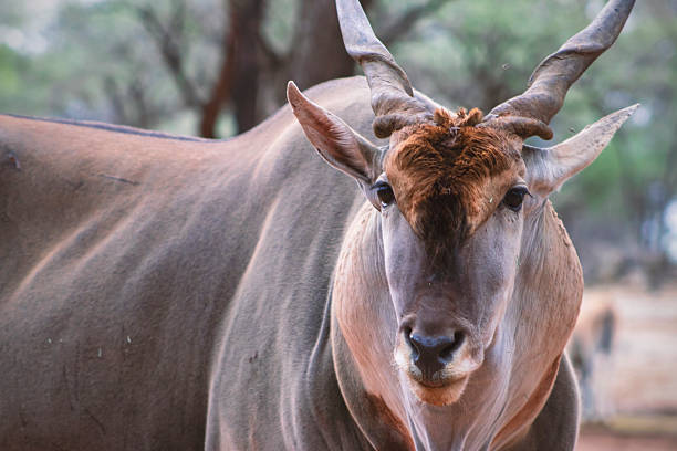 istock Eland antelope in its natural environment in Namibia, captured in warm light 2226111274
