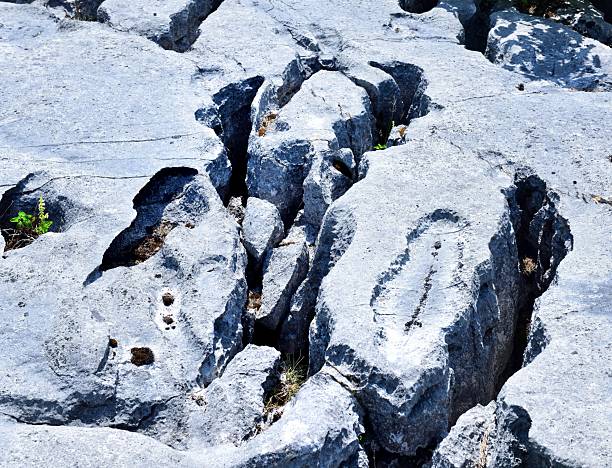 Vegetation growing in the clints and grykes of the limestone pavement