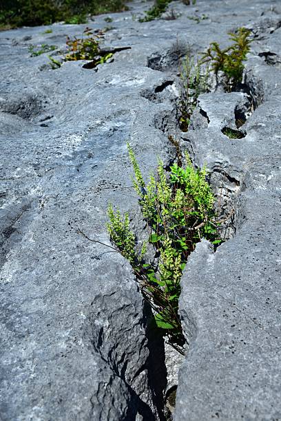 istock Vegetation and the limestone pavement 2226113098