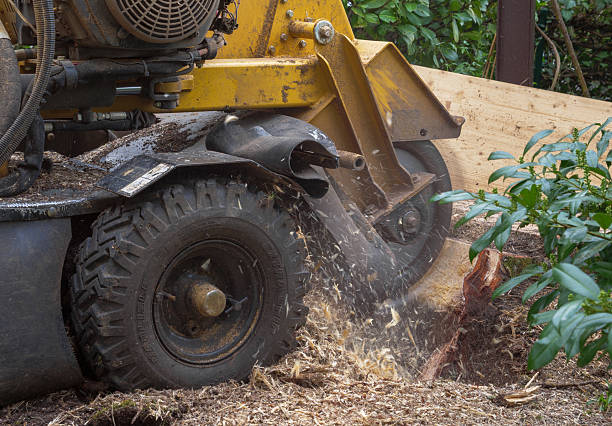 istock Stump grinder for tree stump removal, Tutzing, Bavaria, Germany 2226113292
