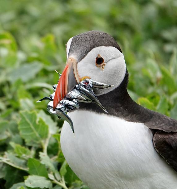 istock Atlantic puffin with fish catch Farne islands 2226113351