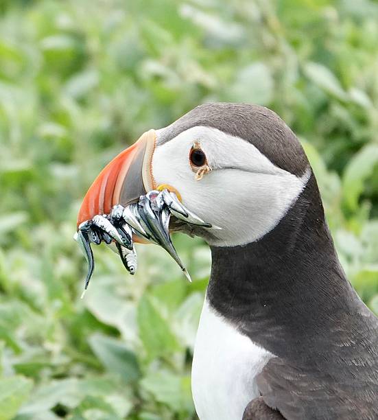 istock Atlantic puffin with fish catch Farne islands 2226113467