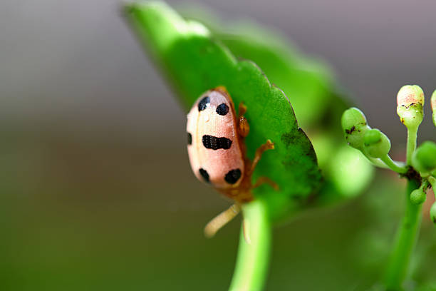 Ladybug in child's hand
