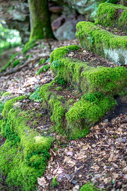 This image captures a flight of stone steps in a dense forest, each step blanketed in lush, vibrant green moss. Dappled light filters through the canopy, highlighting textures of stone and moss while casting gentle shadows. The scene evokes a sense of calm, mystery, and timeless natural beauty, perfect for projects emphasizing tranquility, forest environments, or organic aesthetics.